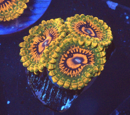 GMK Zoanthid