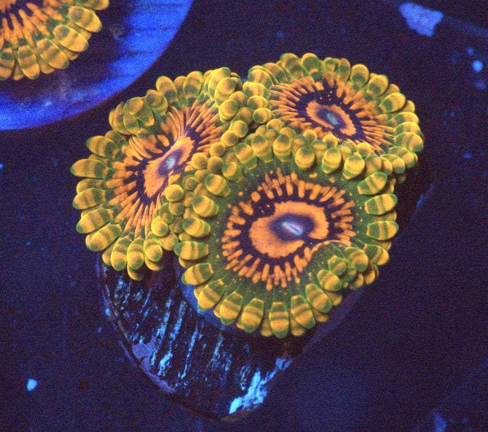 GMK Zoanthid