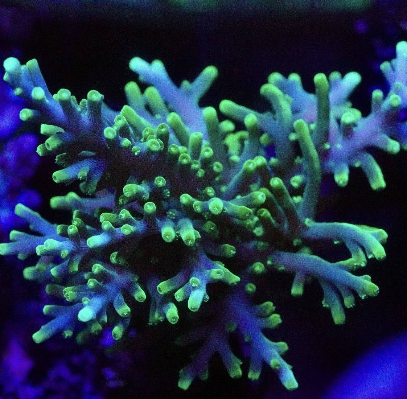 Green Dragon Acropora - Aquacultured Stock Frag